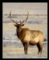 Picture Title - Bull Elk