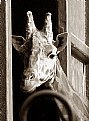 Picture Title - Help me...
