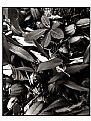 Picture Title - Classic B&W