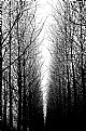 Picture Title - B&W Forest