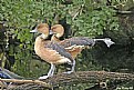 Picture Title - Duck Ballet