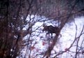 Picture Title - Isle Royale Moose