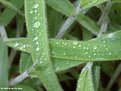 Picture Title - Wet Grass