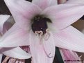 Picture Title - Busy Bee