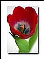 Picture Title - Red tulip