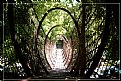 Picture Title - Rope Hanging Bridge