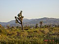 Picture Title - palmdale