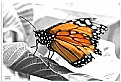 Picture Title - Butterfly_Cutout