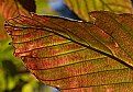 Picture Title - Autumn Leaf