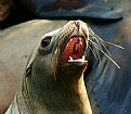 Picture Title - Sea Lion