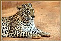 Picture Title - Mysore Zoo