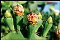 Picture Title - cactus fingers