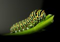 Picture Title - Swallowtail Caterpillar