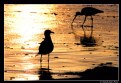 Picture Title - sunset, relax, birds