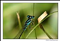 Picture Title - A Blue Fragonfly