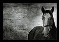 Picture Title - Portrait of a horse