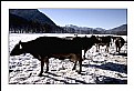 Picture Title - Cows in the snow 