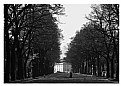 Picture Title - Tree-lined ave.