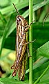 Picture Title - Grasshopper