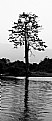 Picture Title - Lone Tree