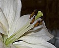 Picture Title - White Lily