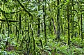 Picture Title - Winter Rainforest 2