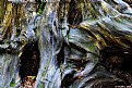 Picture Title - Weathered Stump