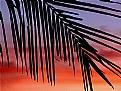 Picture Title - palm leaf and sunset