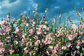 Picture Title - Summer Flowers