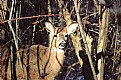 Picture Title - whitetail