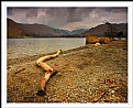 Picture Title - Branch at Ullswater