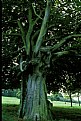 Picture Title - English oak