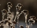 Picture Title - winter (closer)