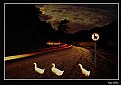 Picture Title - Duck Crossing