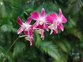 Picture Title - Florida Orchids