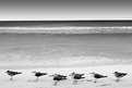 Picture Title - Gaviotas En Linea