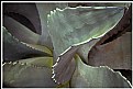 Picture Title - Agave 3