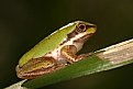 Picture Title - Green Frog.