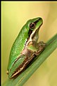 Picture Title - Little Green Frog