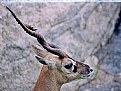 Picture Title - Indian Buck