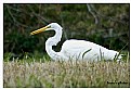 Picture Title - Great White Egret