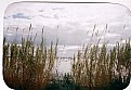 Picture Title - drowned reeds