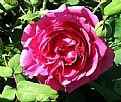 Picture Title - Rosa rosa