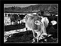 Picture Title - Cows & Snow (6939)