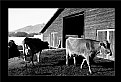 Picture Title - Cows & Snow (6948)