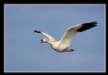 Picture Title - Snow Goose in Flight