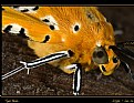 Picture Title - Tiger moth