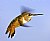 Female Rufous Hummingbird