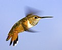 Picture Title - Female Rufous Hummingbird