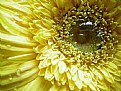 Picture Title - Eye ( O olho da flor )